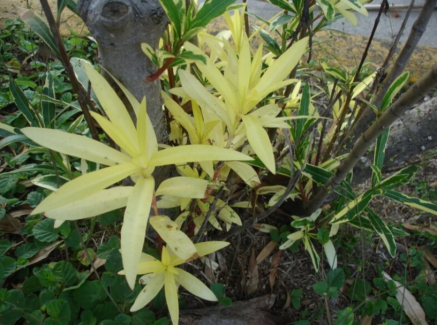 Variegata