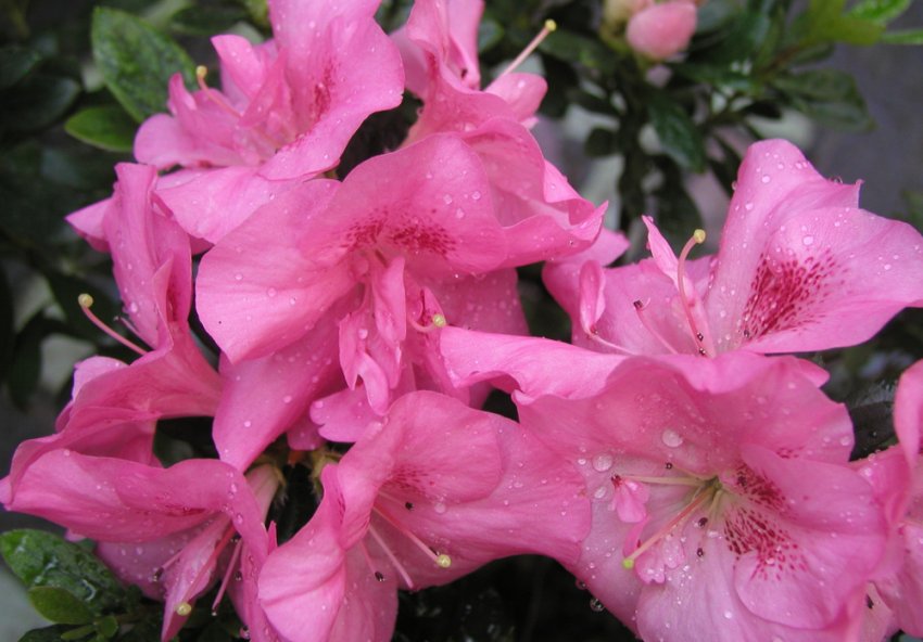 Рододендрон Крістіан Пінк Рододендрон Крістіан Пінк