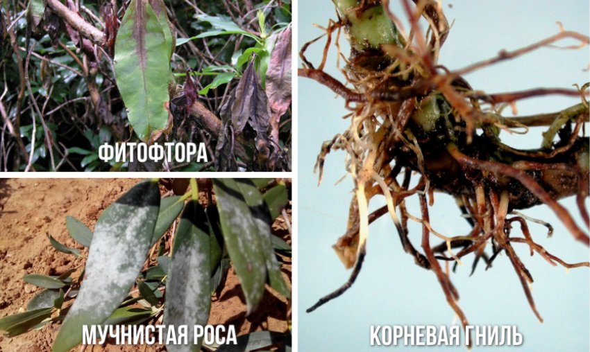 У рододендрона коричневые листья чем обработать. Смотреть фото У рододендрона коричневые листья чем обработать. Смотреть картинку У рододендрона коричневые листья чем обработать. Картинка про У рододендрона коричневые листья чем обработать. Фото У рододендрона коричневые листья чем обработать
