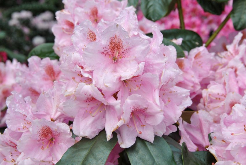 Рододендрон Сінтіллейшн Рододендрон Сінтіллейшн