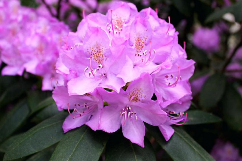 Рододендрон Розеум Елеганс Рододендрон Розеум Елеганс