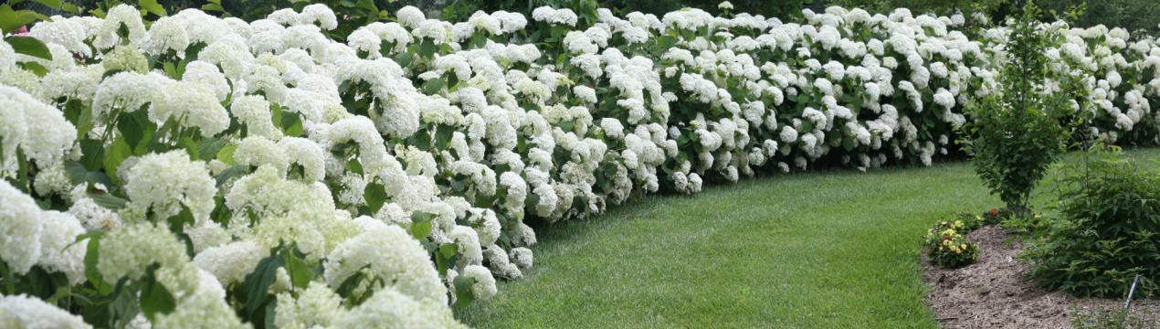 Живая изгородь из метельчатой гортензии