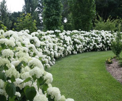 Живая изгородь из метельчатой гортензии