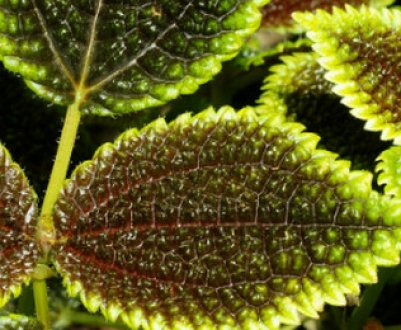 Кімнатний квітка пілея: догляд в домашніх умовах