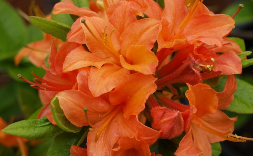 Рододендрон Мандарин Лайтс Рододендрон Мандарин Лайтс