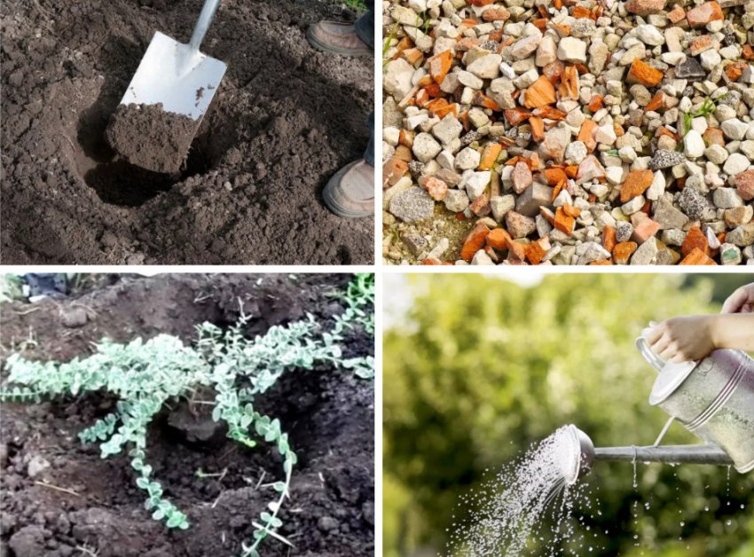 Схема посадки бересклета