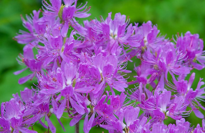 Рододендрон Violetta Рододендрон Violetta