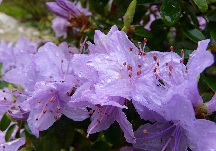 Рододендрон Blue Tit Рододендрон Blue Tit