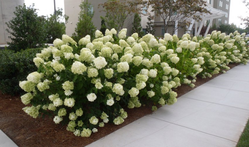 Живая изгородь из гортензий