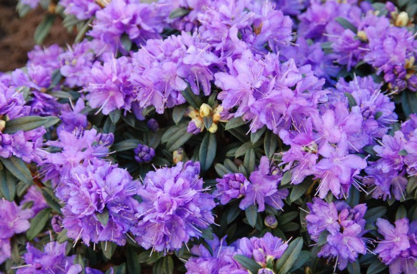 Рододендрон Луизелла Рододендрон Луизелла