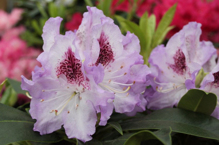 Рододендрон Блю Петер Рододендрон Блю Петер