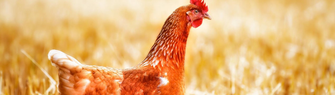 Курячі захворювання ніг та їх лікування