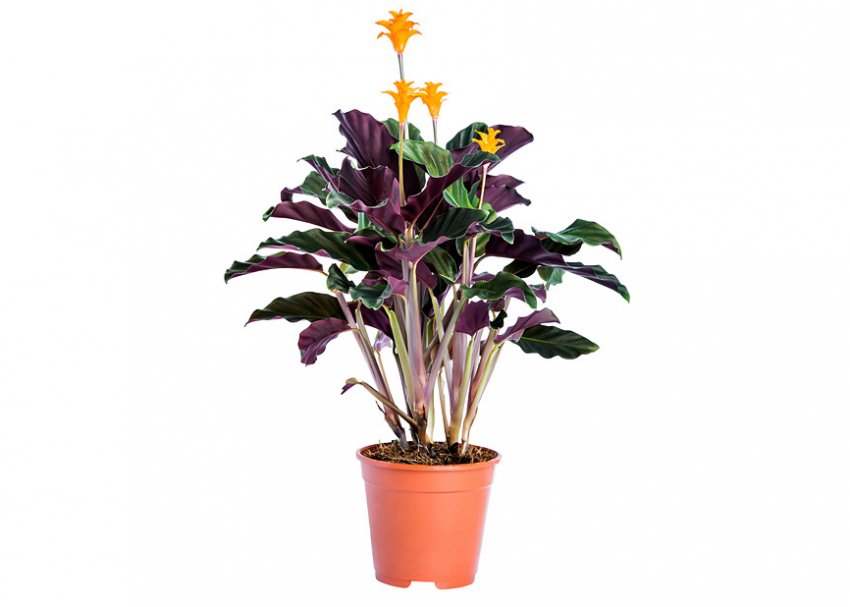 Калатея кроката