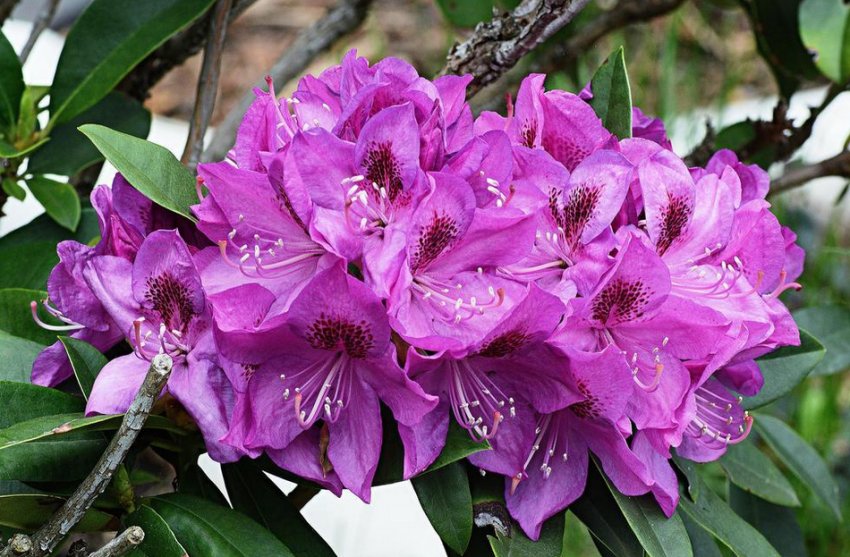 Рододендрон Anah Kruschke Рододендрон Anah Kruschke