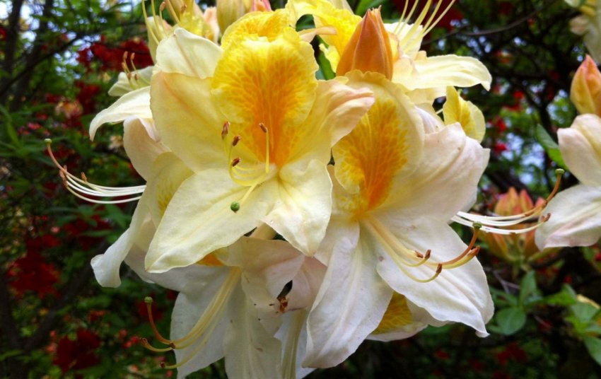 Рододендрон Норзерн Хейлайтс Рододендрон Норзерн Хейлайтс