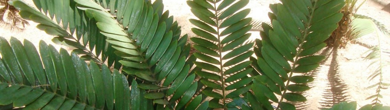 Квітка замія: догляд в домашніх умовах