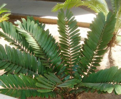 Квітка замія: догляд в домашніх умовах