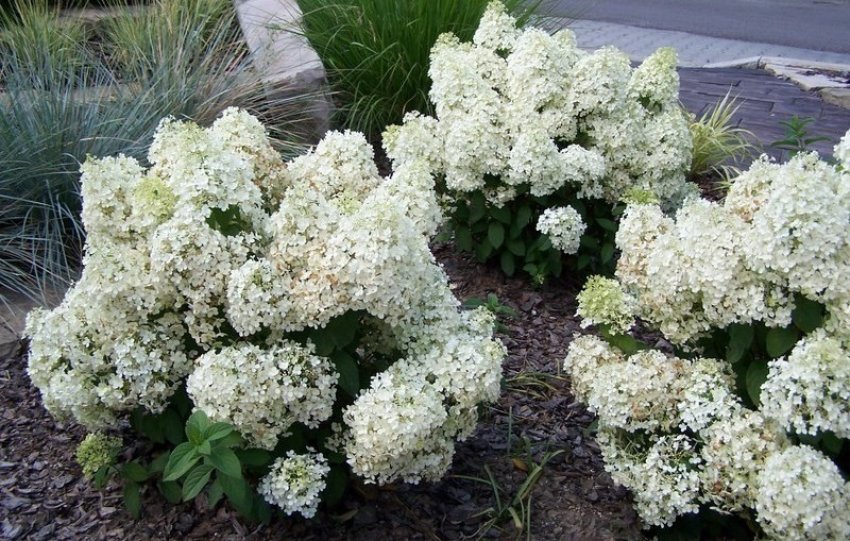 Гортензия Бобо