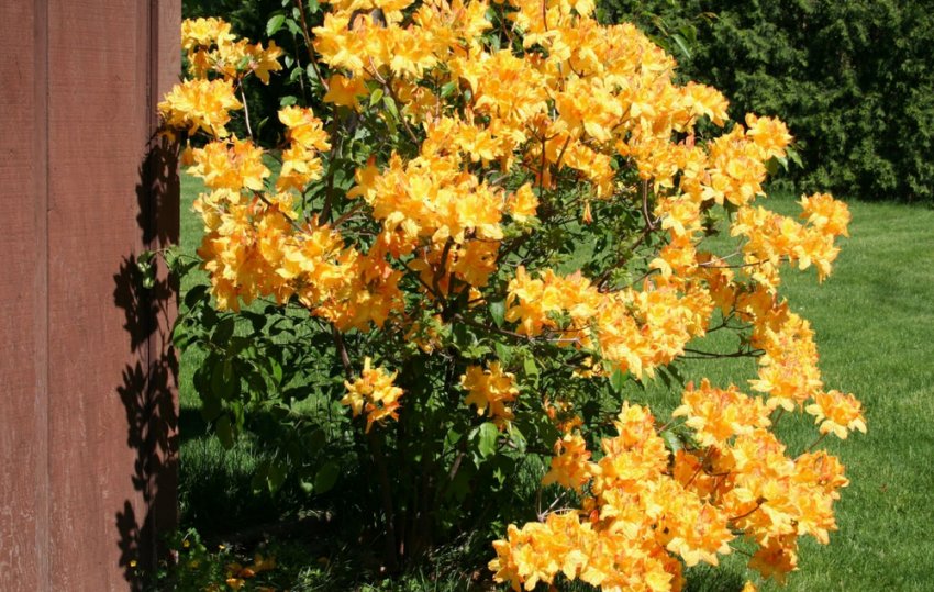 Рододендрон Голден Лайтс Рододендрон Голден Лайтс