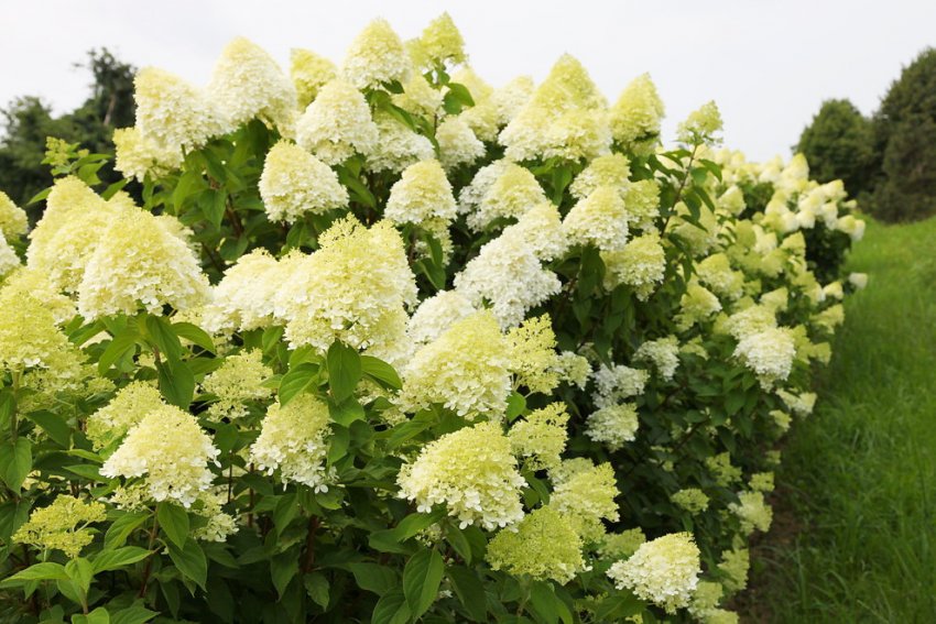 Гортензия Лайм Лайт