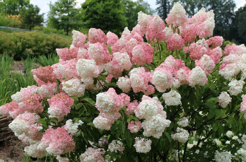 Гортензия Ванилла Фрайз