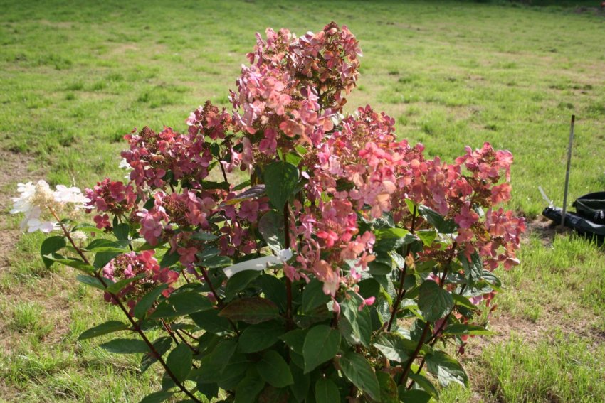 Гортензия Эрли Сенсейшен