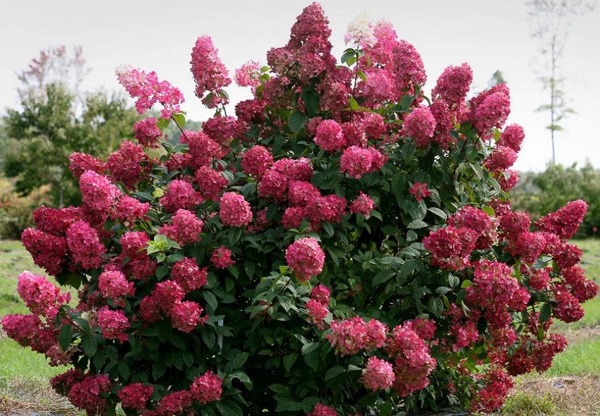 Гортензия Вимс Ред