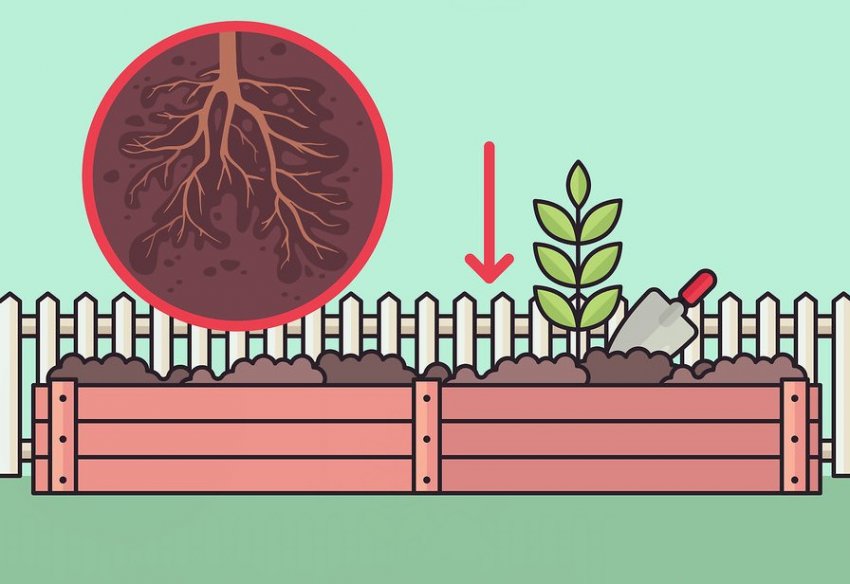 Посадка вейгели Посадка вейгели
