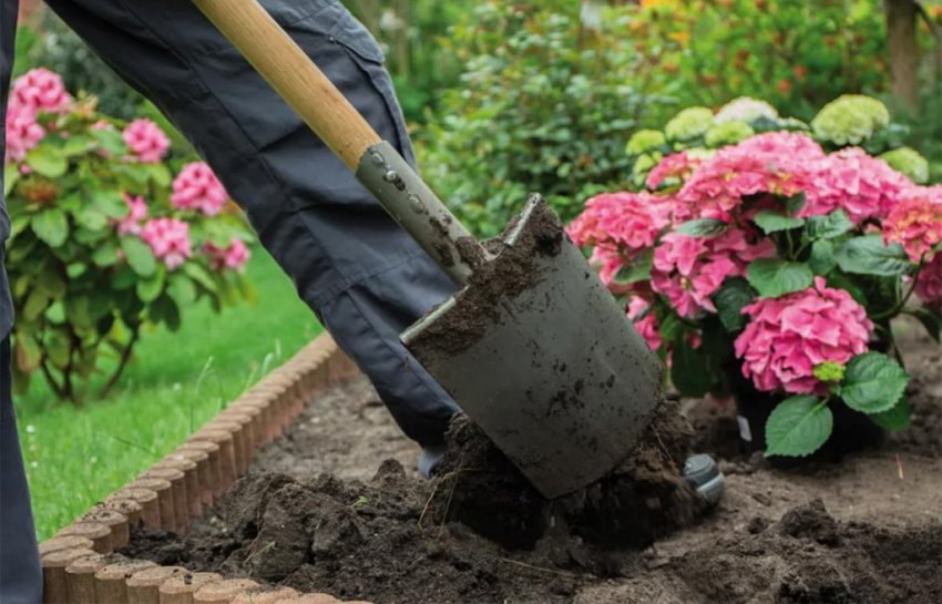 Посадка гортензий