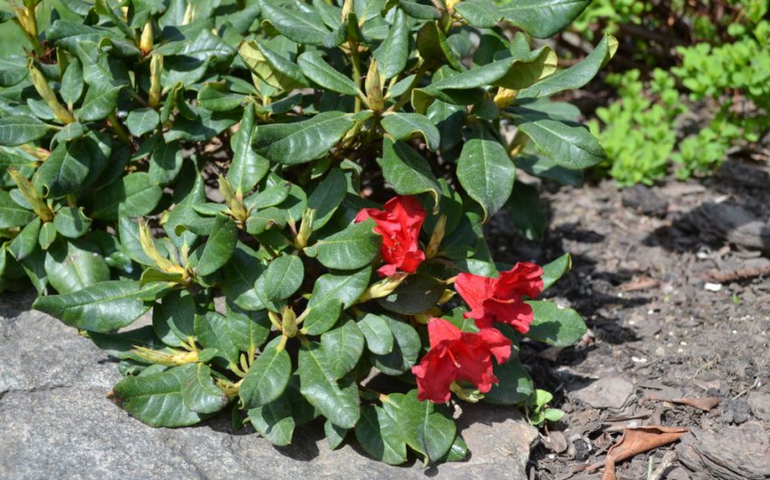 Рододендрон карликовий Рододендрон карликовий