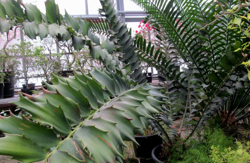 Замія ложнопаразитическая Замія ложнопаразитическая