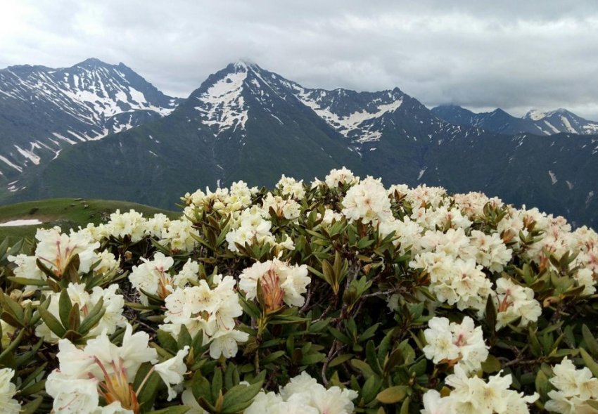 Рододендрон Альпійський Рододендрон Альпійський