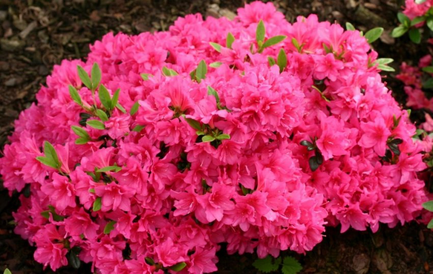 Рододендрон тупий Рододендрон тупий