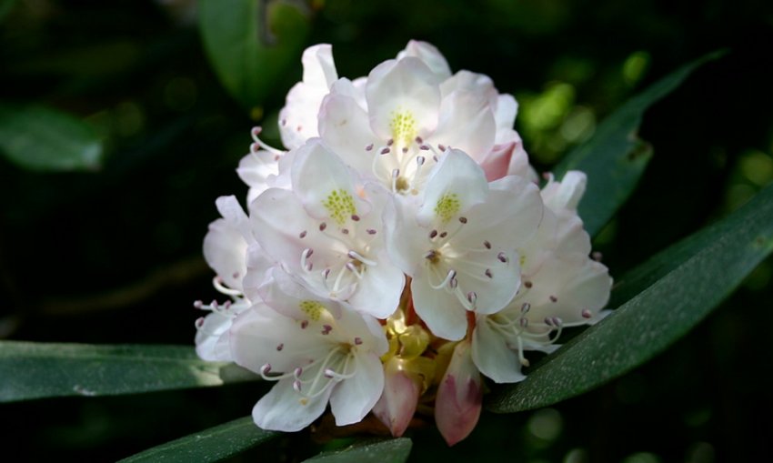 Рододендрон крупнейший Рододендрон крупнейший