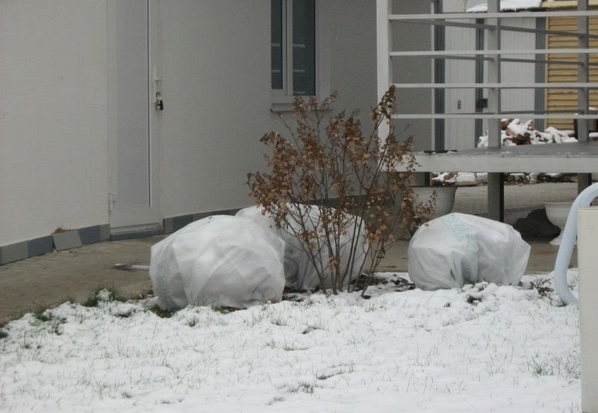 Зимівля вейгелії Зимівля вейгелії