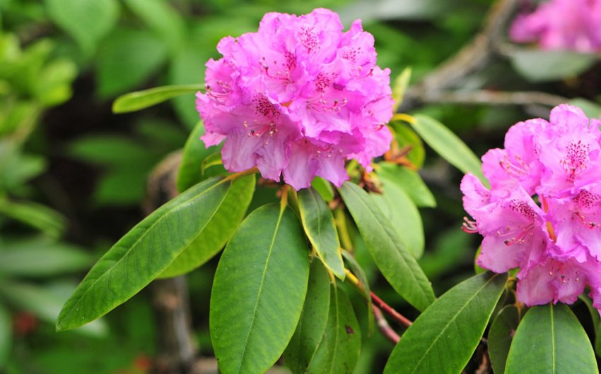 Рододендрон крупнолистный Рододендрон крупнолистный