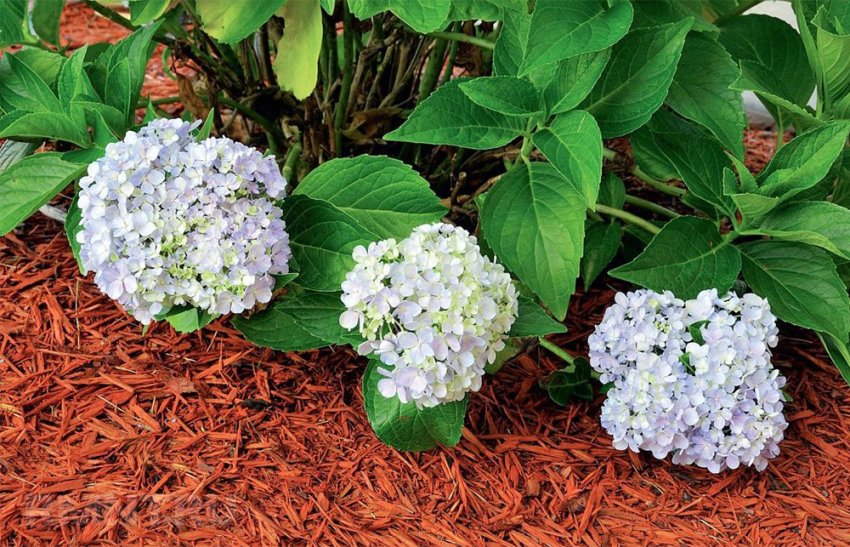Мульчирование гортензии