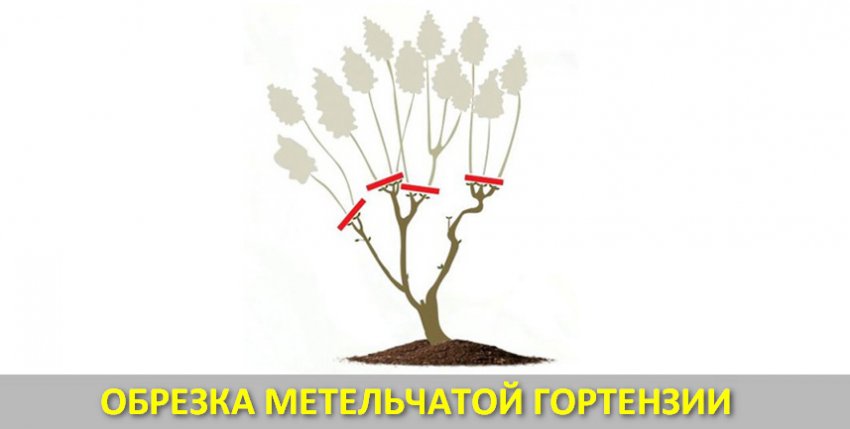 Омолаживание гортензии