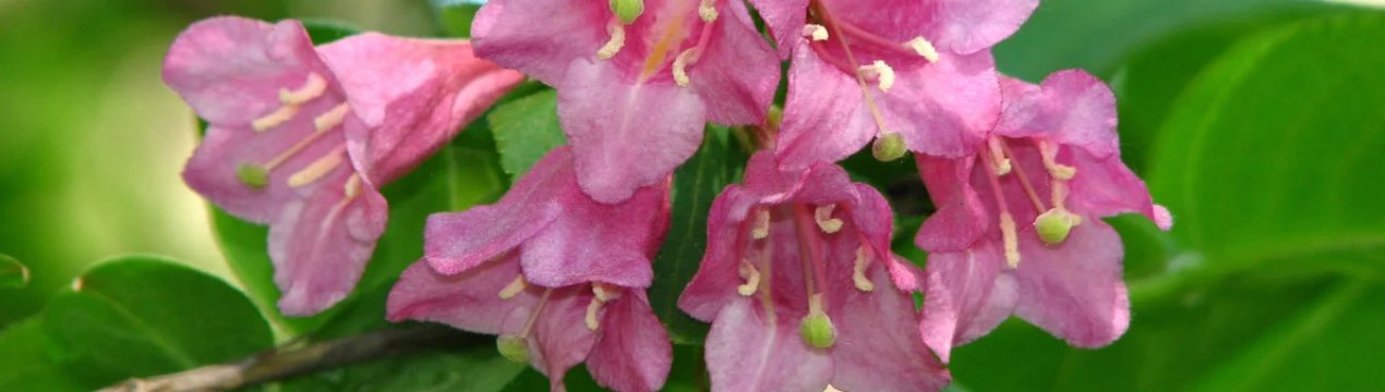 Опис, висадка та догляд за ранньою вейгелою