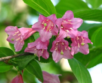 Опис, висадка та догляд за ранньою вейгелою