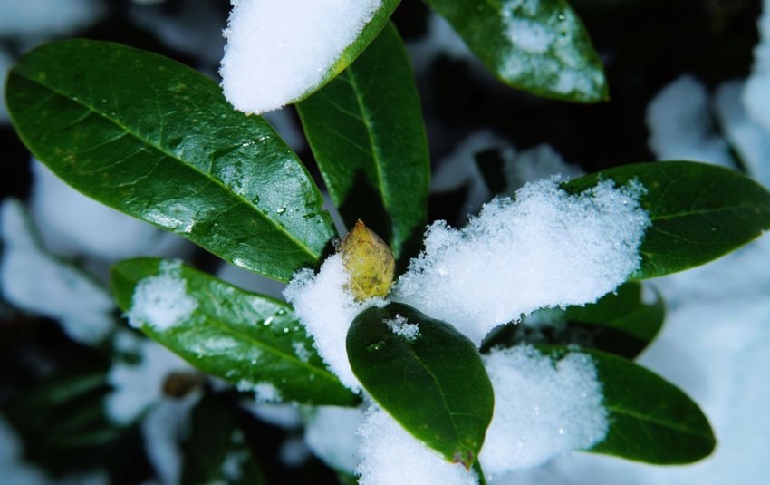 Рододендрон піввічнозелений Рододендрон піввічнозелений