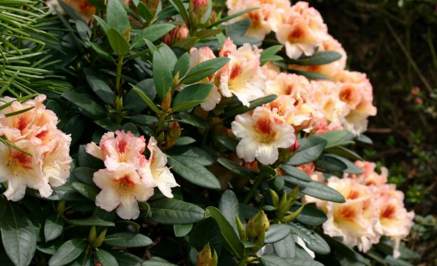 Рододендрон Мерджа Рододендрон Мерджа