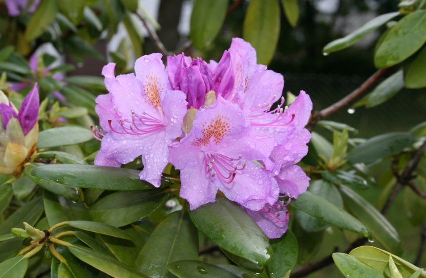 Рододендрон Лавандула Рододендрон Лавандула