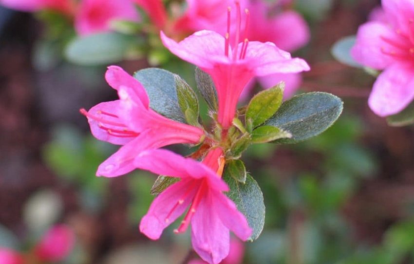 Рододендрон Сильвестр Рододендрон Сильвестр