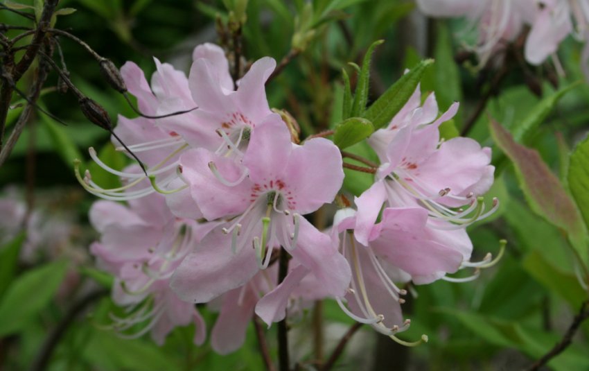 Рододендрон Вазея Рододендрон Вазея