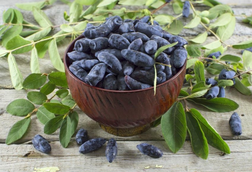 11 гектарів жимолості викачали у Житомирській області 11 гектарів жимолості викачали у Житомирській області