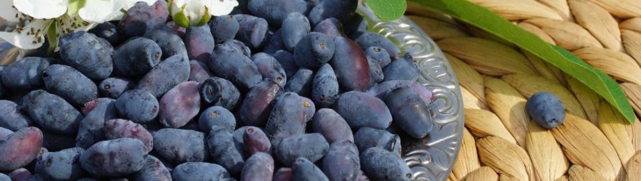 В Житомирській області викорчували 11 гектарів жимолості