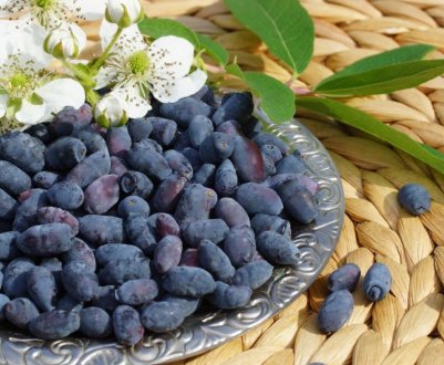 В Житомирській області викорчували 11 гектарів жимолості