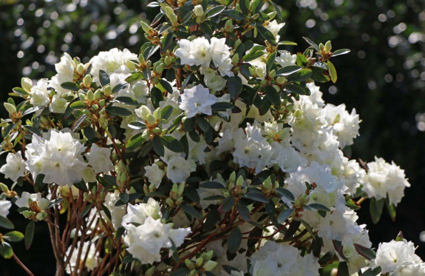 Рододендрон Сноу Перл Рододендрон Сноу Перл