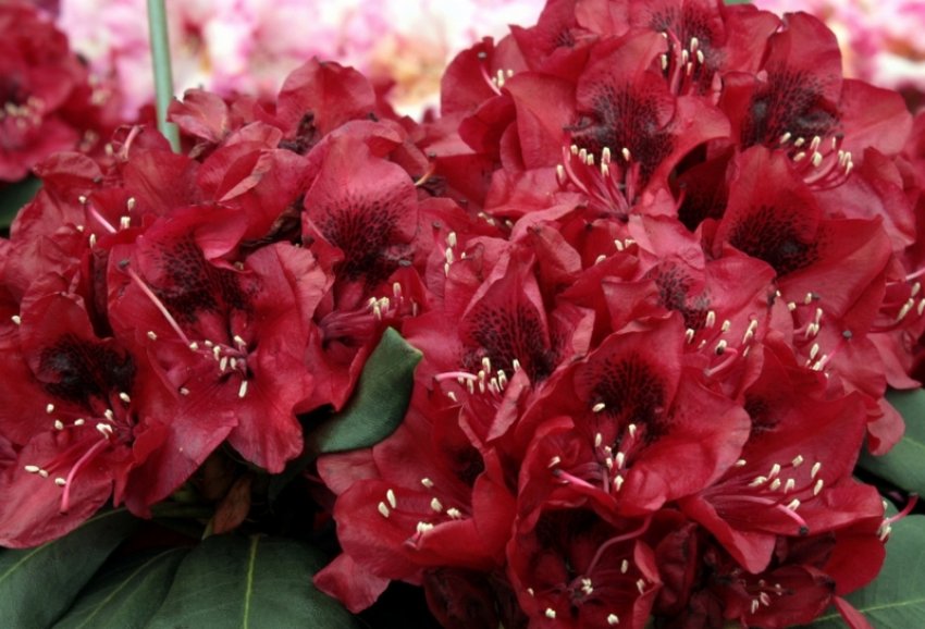 Рододендрон Матадор Рододендрон Матадор